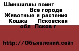 Шиншиллы пойнт ns1133,ny1133. - Все города Животные и растения » Кошки   . Псковская обл.,Псков г.